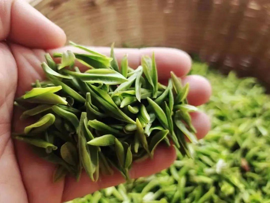 茶叶上市时间的观点论述，解析茶叶市场季节性趋势